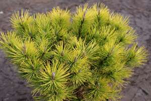 Pinus mugo OPHIR